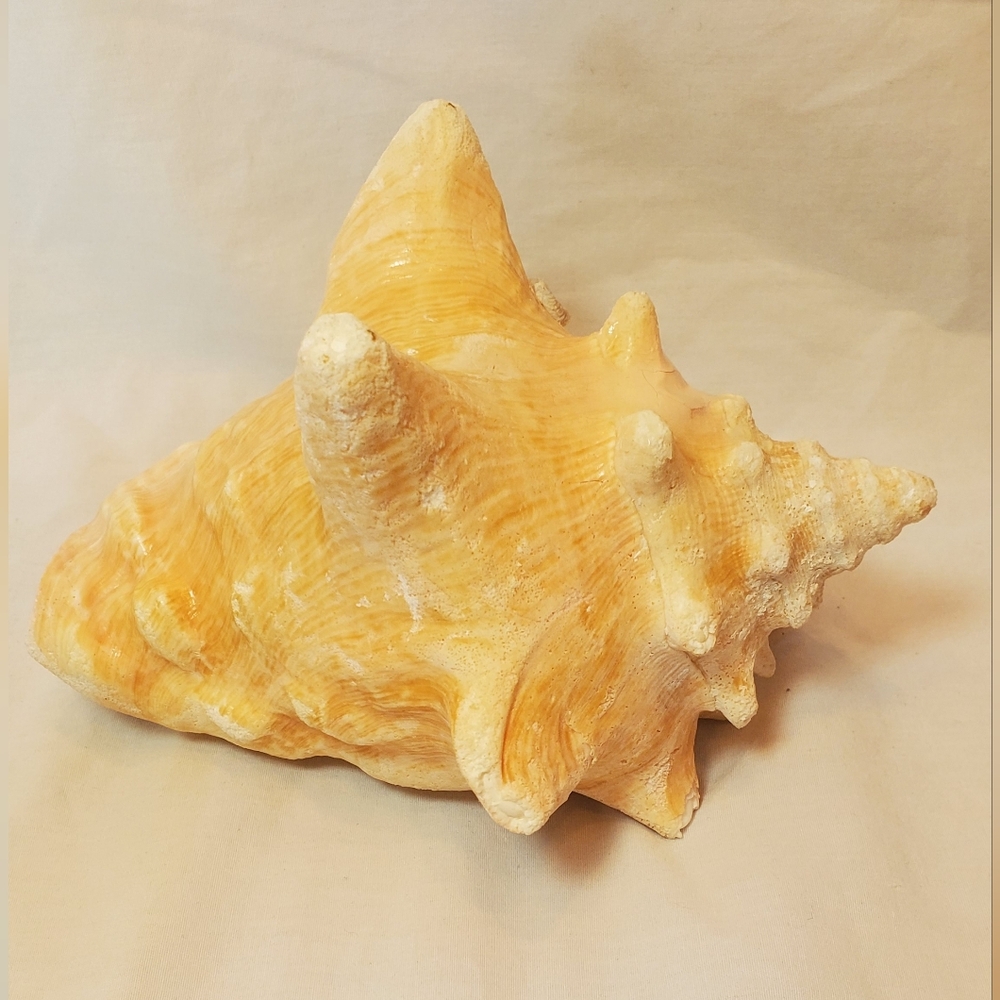 Conch Shell Vintage Large Spiked Decor Cream Brown Struations Pink Interior